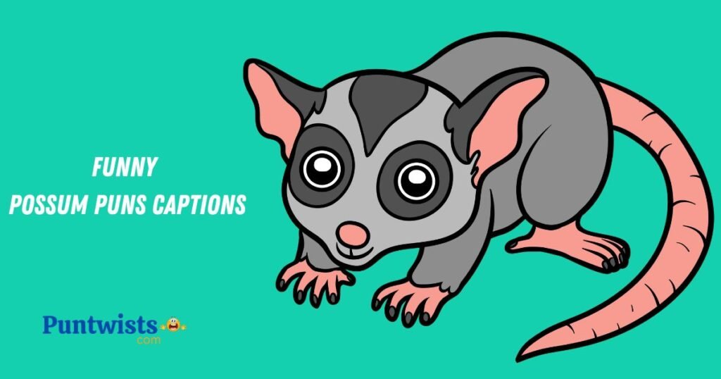 Funny Possum Puns Captions
