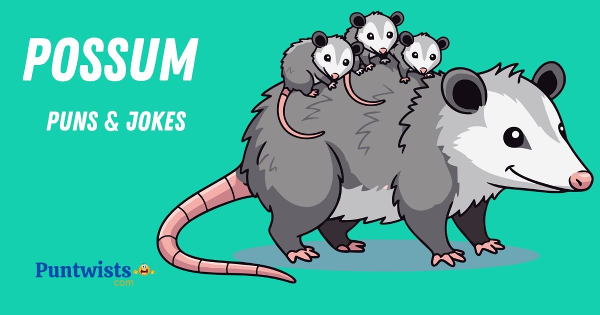 Possum Puns And Jokes